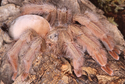 Psalmopoeus pulcher (Panama Blonde Tarantula)
