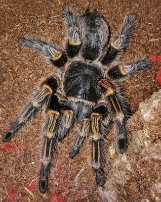 Grammostola pulchripes (Chaco Golden Knee Tarantula)