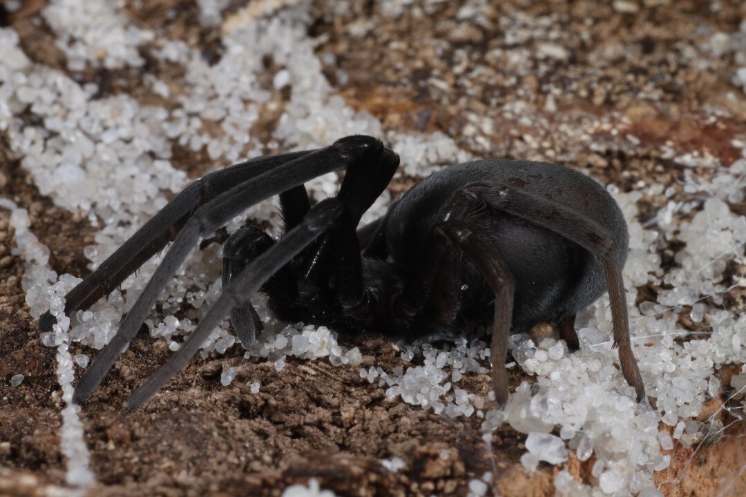 Sahastata nigra (Desert Burrowing Spider)