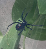 Latrodectus variolus (Northern Black Widow)