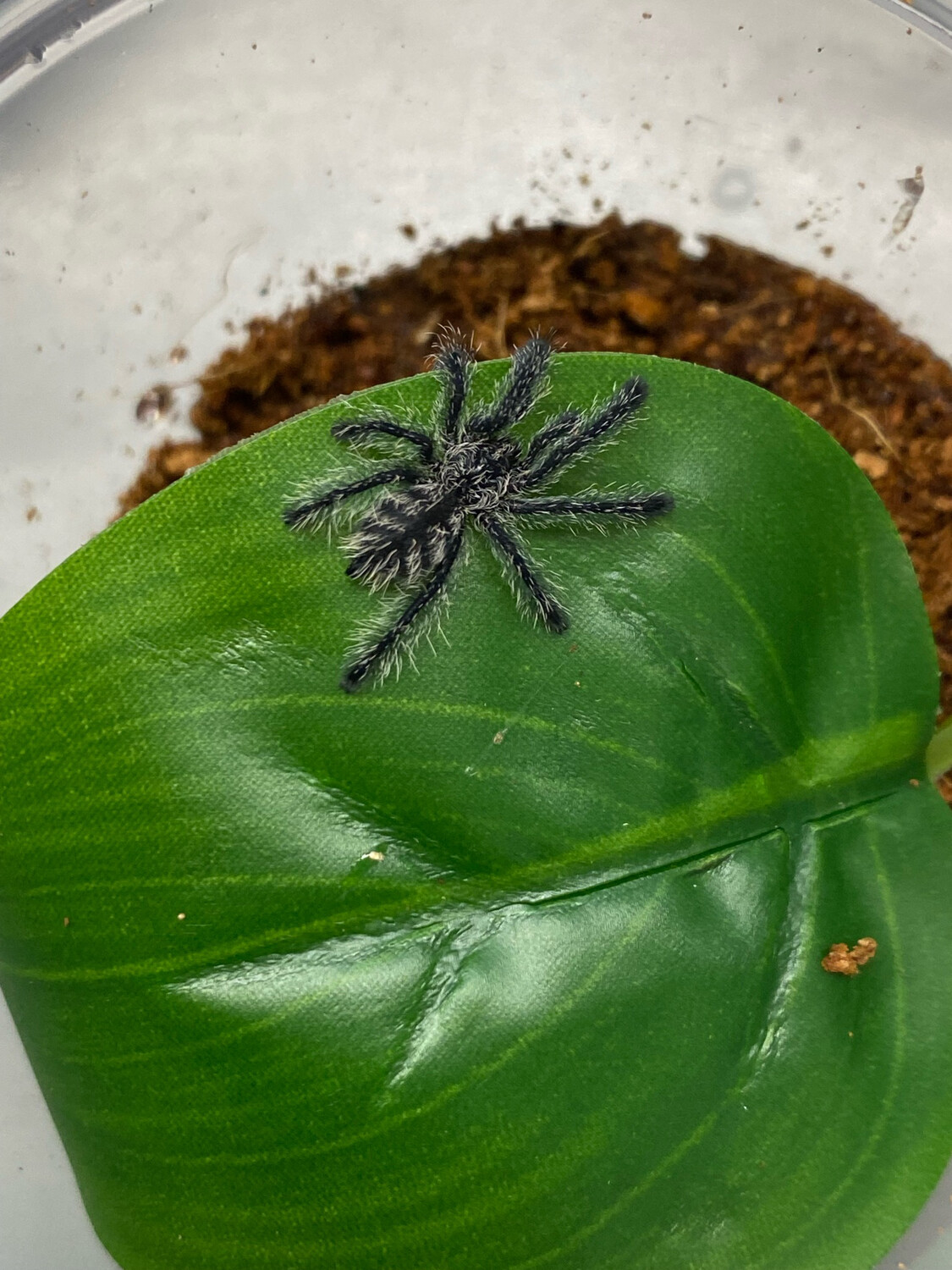 Avicularia purpurea (Purple Pink Toe Tarantula)