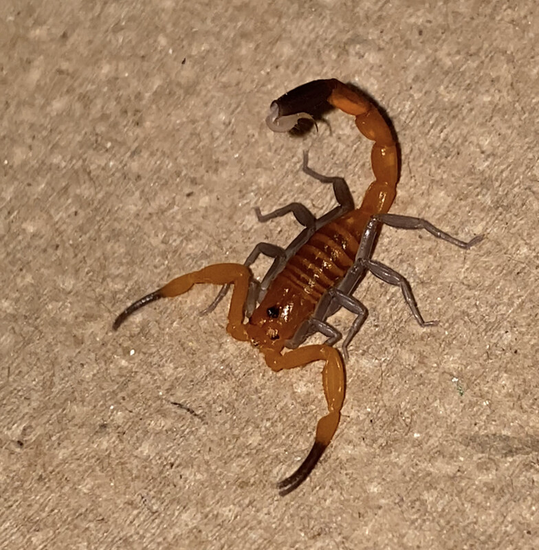 Heteroctenus junceus (Cuban Blue Scorpion)