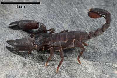 Chaerilus Stockmannorum Scorpion