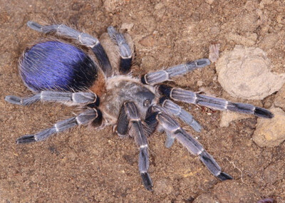 Pseudhapalopus Sp. “Blue” (Columbian Blue Dwarf Tarantula)