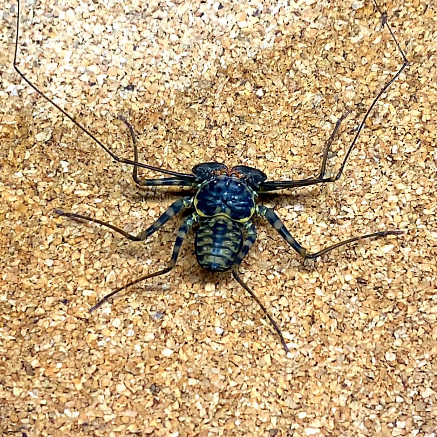 Phrynus barbadensis (Whip Spider)