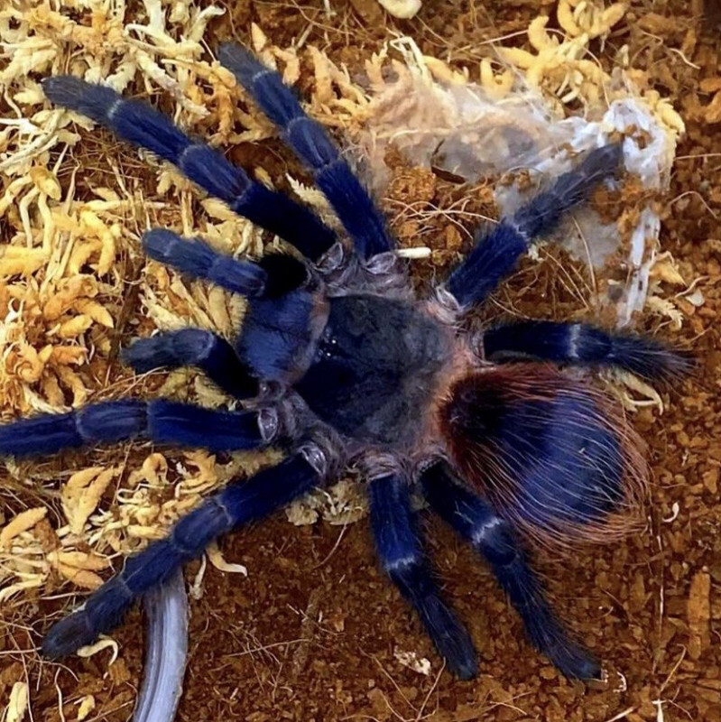 Lasiocyano sazimai (Brazilian Blue Tarantula)