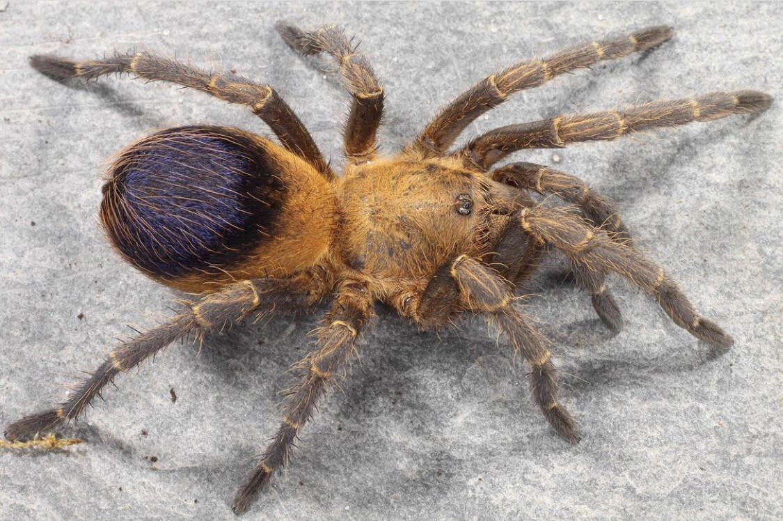 Pseudhapalopus Sp. Columbia (Purple And Gold Tarantula)