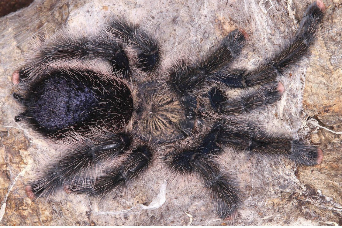 Avicularia sp. Pucallpa (Marti Gras Pink Toe Tarantula)