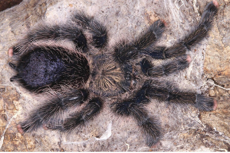 Avicularia sp. Pucallpa (Marti Gras Pink Toe Tarantula)