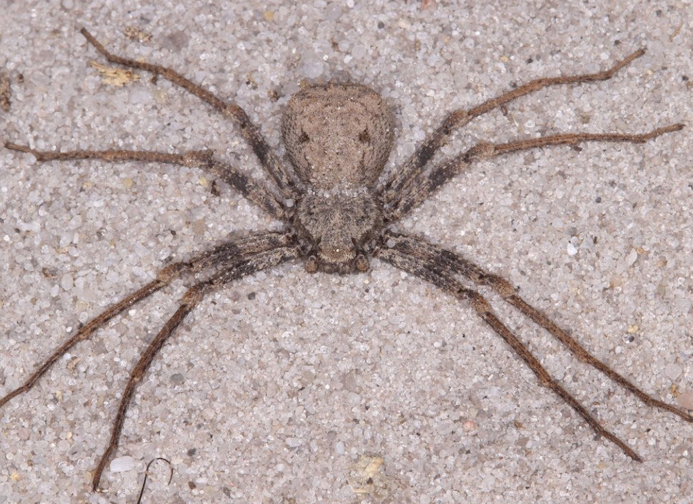 Sicarius gracilis (Sand Spider)