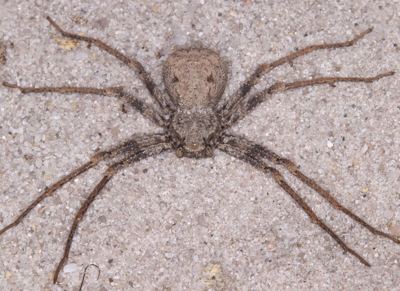 Sicarius gracilis (Sand Spider)