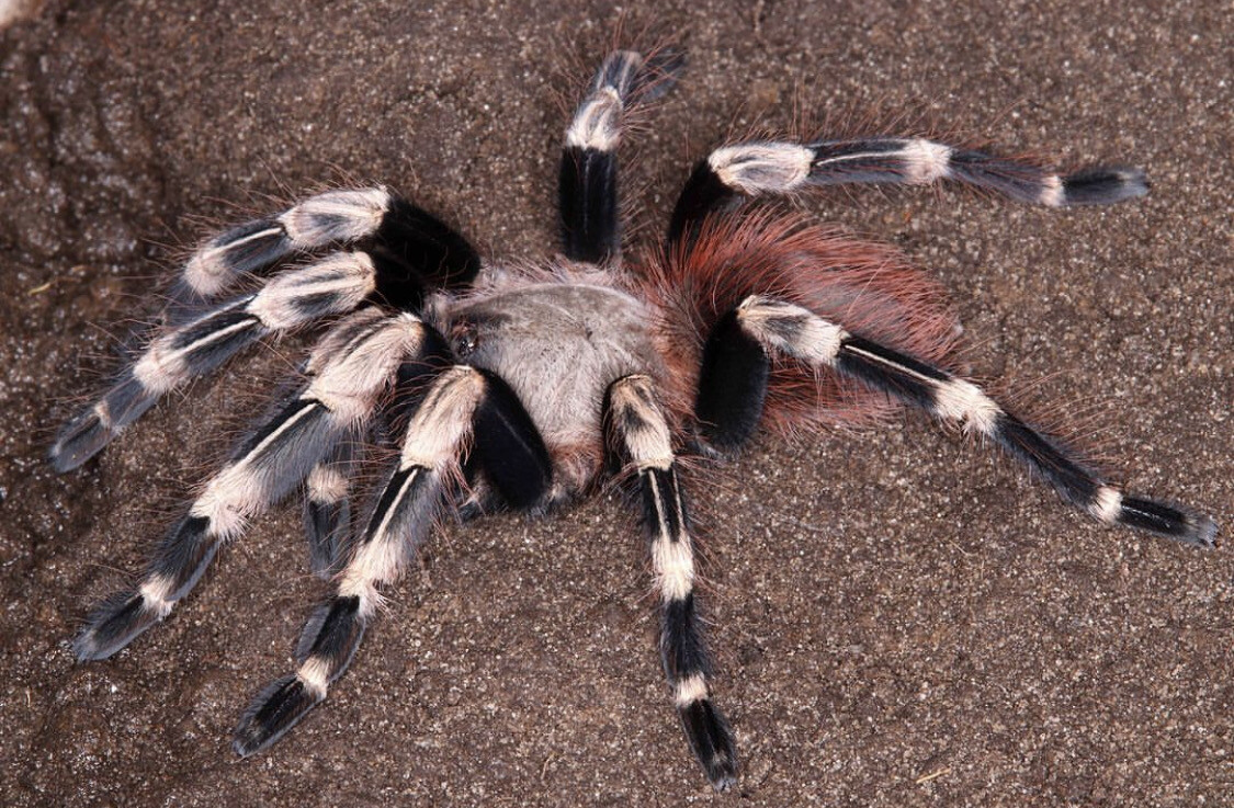 Vitalius chromatus (Brazilian Red And White Tarantula)