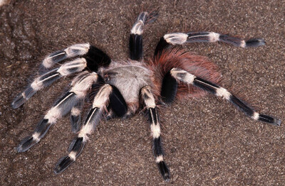 Vitalius chromatus (Brazilian Red And White Tarantula)