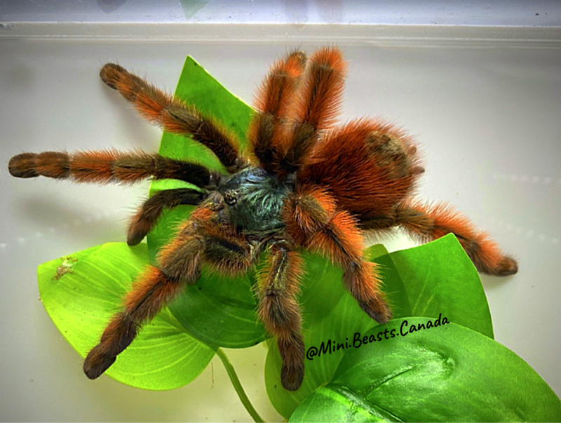 Caribena versicolor (Antilles Pinktoe Tarantula)