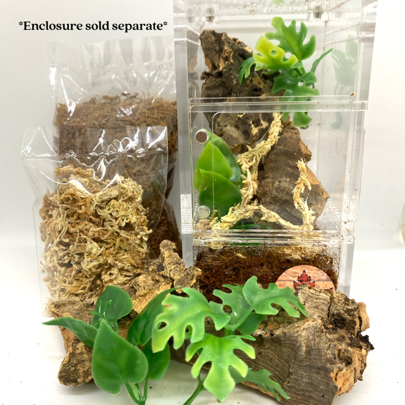 Mini beasts Arboreal Interior Setup Kit (For 3x3x6 Or Similar Sized Enclosure)