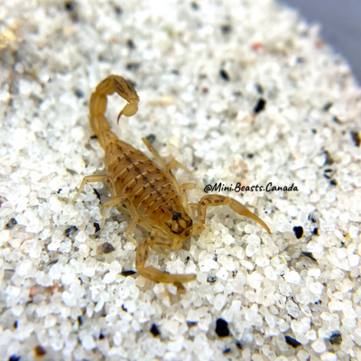 Mesobuthus macmahoni Scorpion