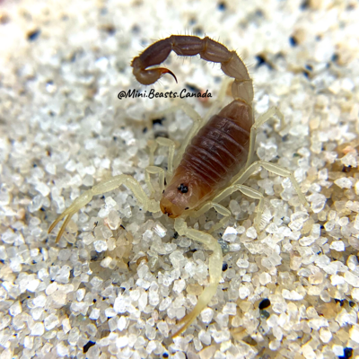 Parabuthus schlechteri (Burrowing Thick-Tailed Scorpion)
