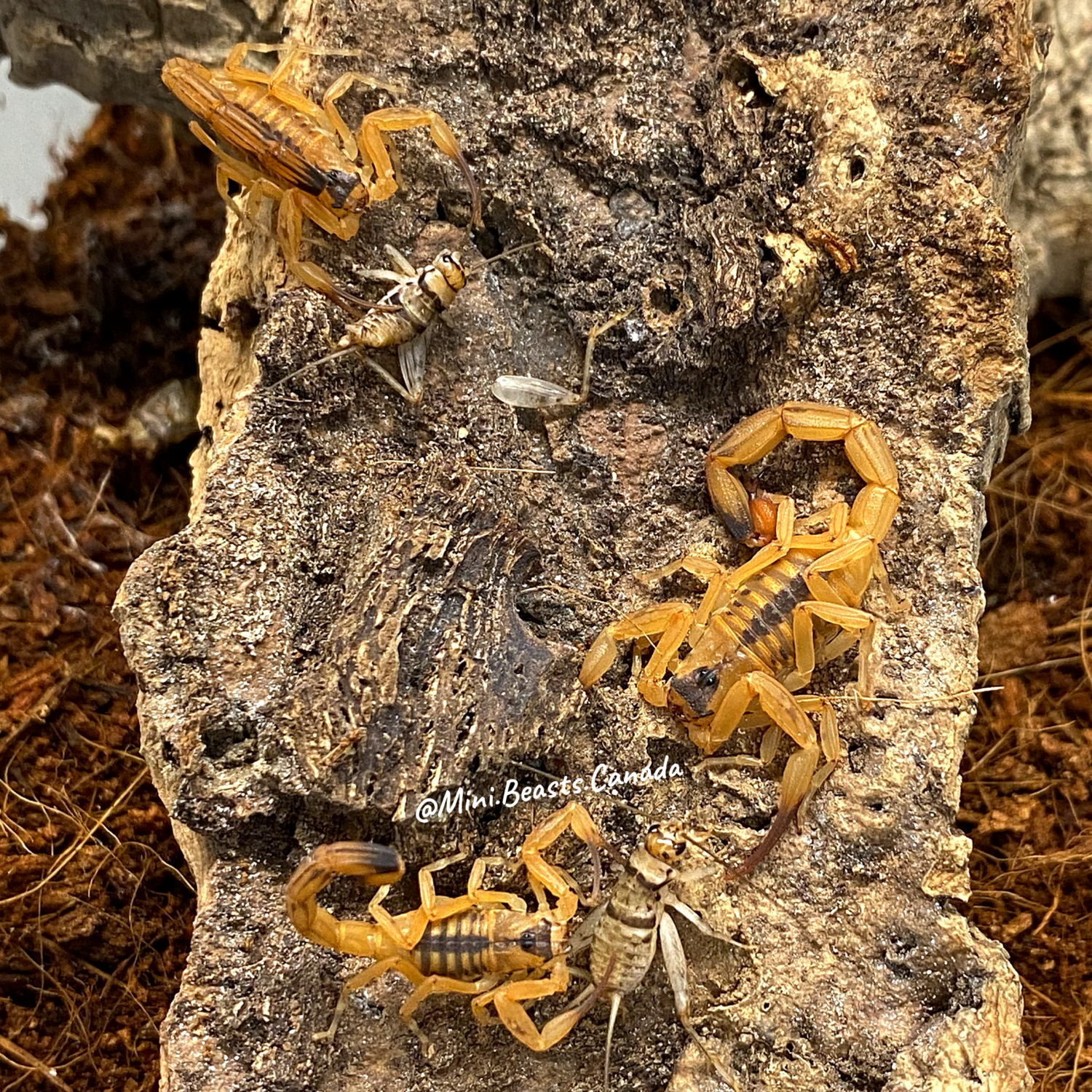 Tityus stigmurus (Thick Tailed Scorpion)