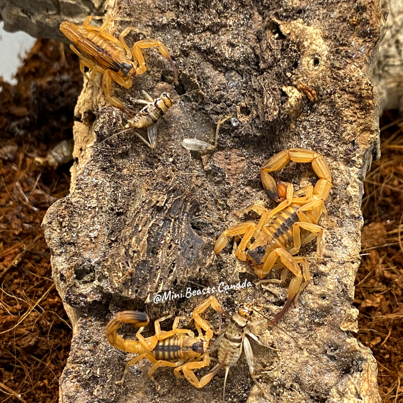 Tityus stigmurus (Thick Tailed Scorpion)