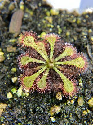 Drosera dielsiana