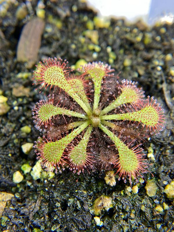 Drosera dielsiana