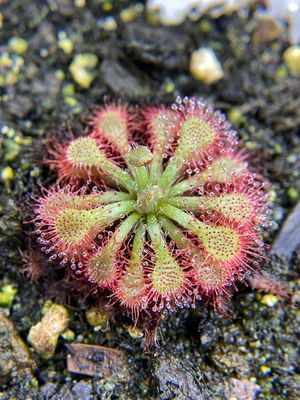 Drosera spatulata “Lantau Islands”