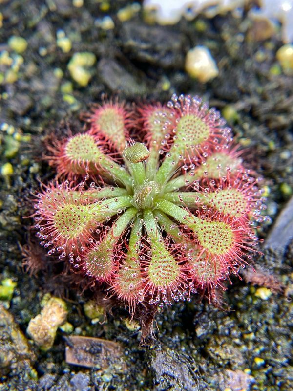 Drosera spatulata “Lantau Islands”