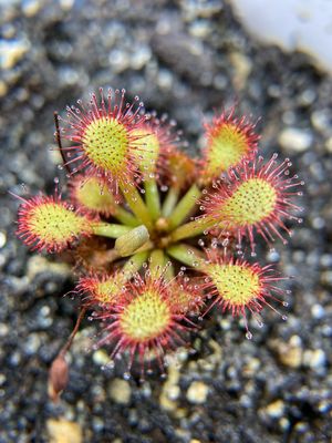 Drosera capillaris