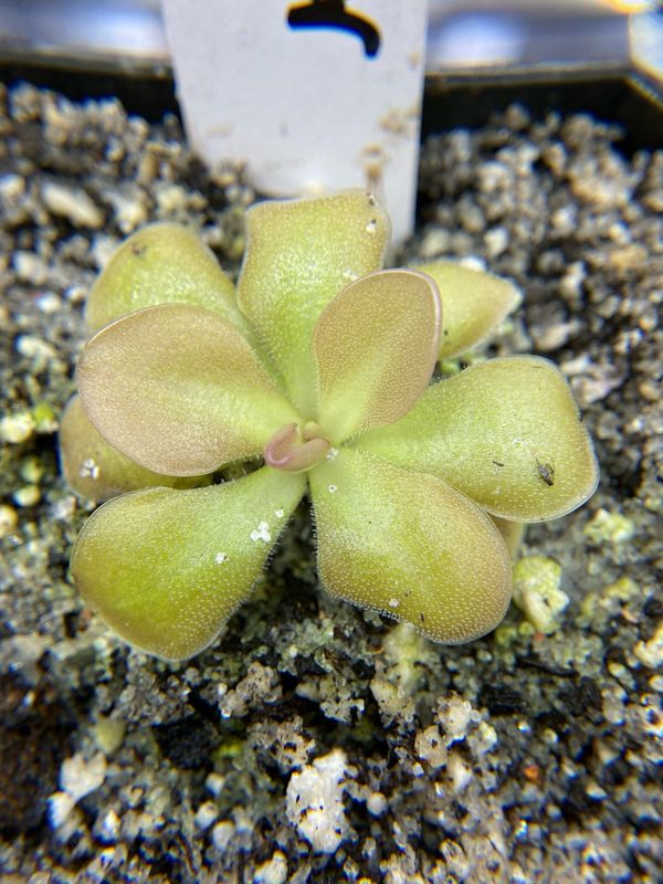 Pinguicula X Weser