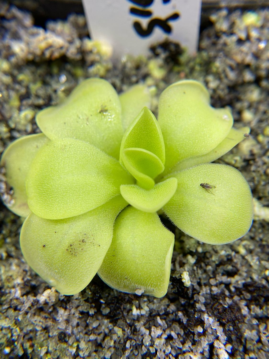 Pinguicula moranensis