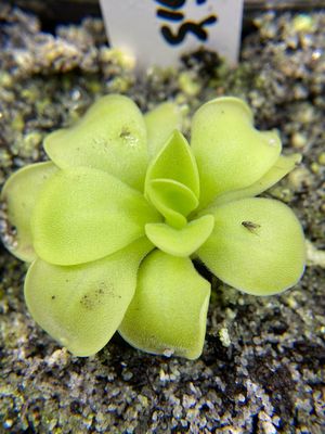 Pinguicula moranensis