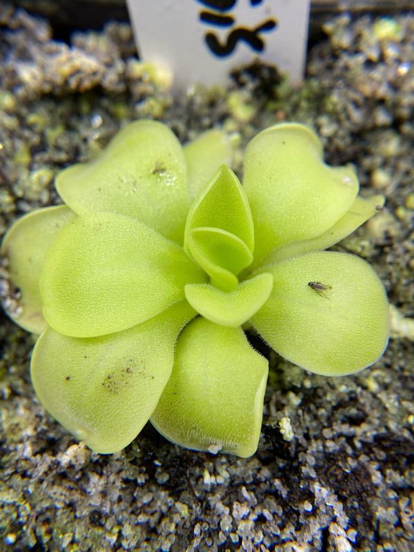 Pinguicula moranensis