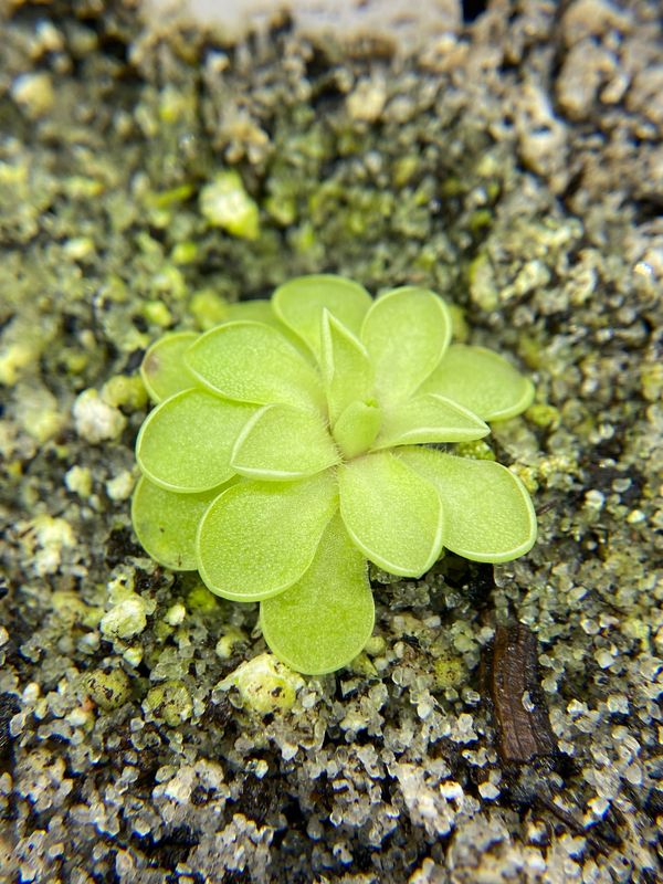 Pinguicula jaumavensis X emarginata