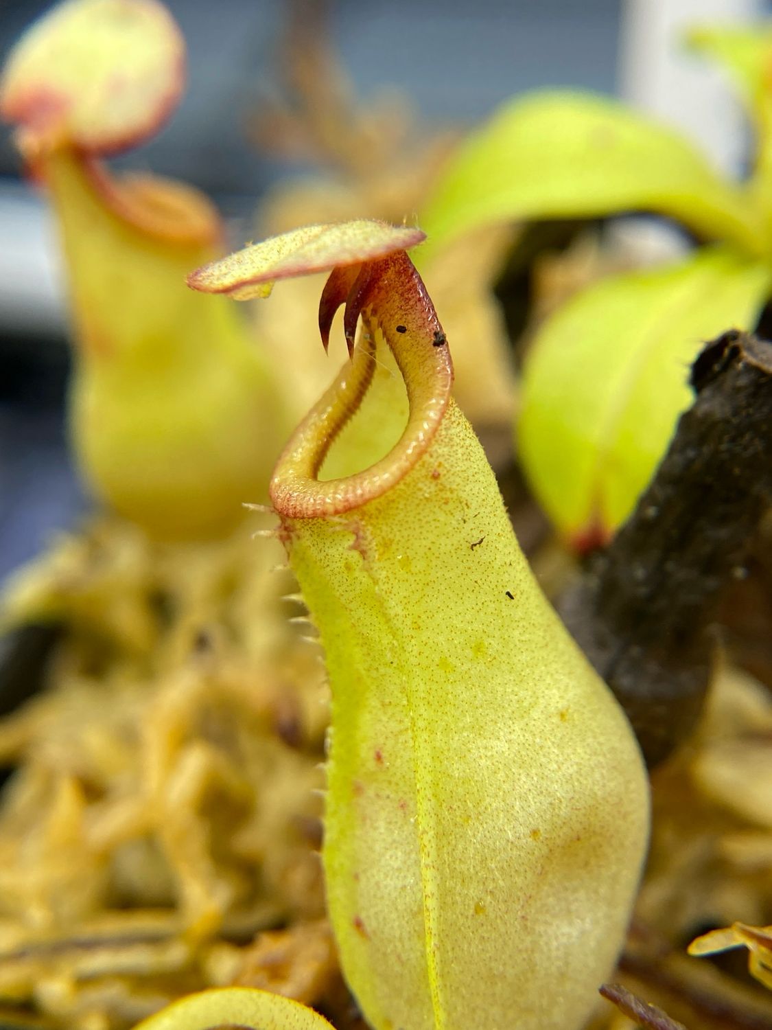 Nepenthes bicalcarata