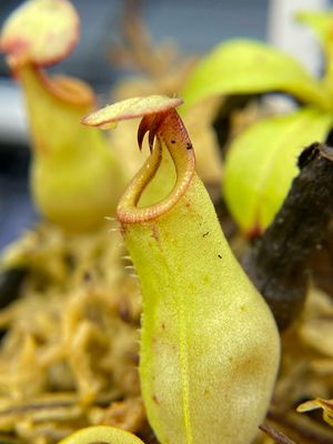 Nepenthes bicalcarata