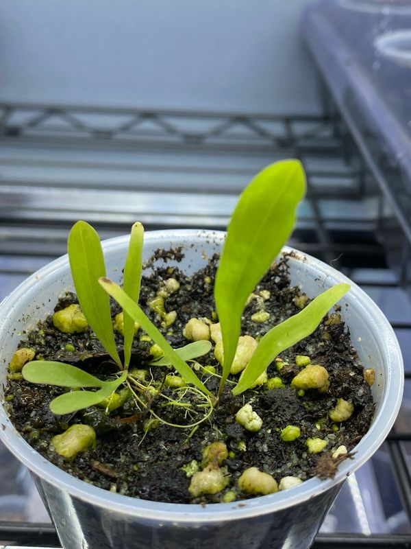 Utricularia longifolia