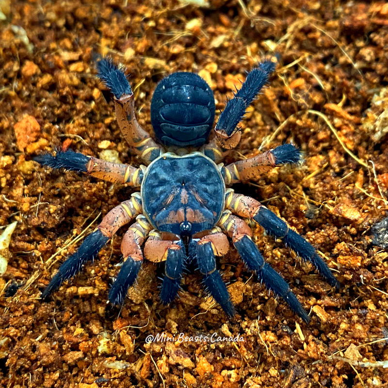 Liphistius yangae (Yangs Armoured Trapdoor Spider)