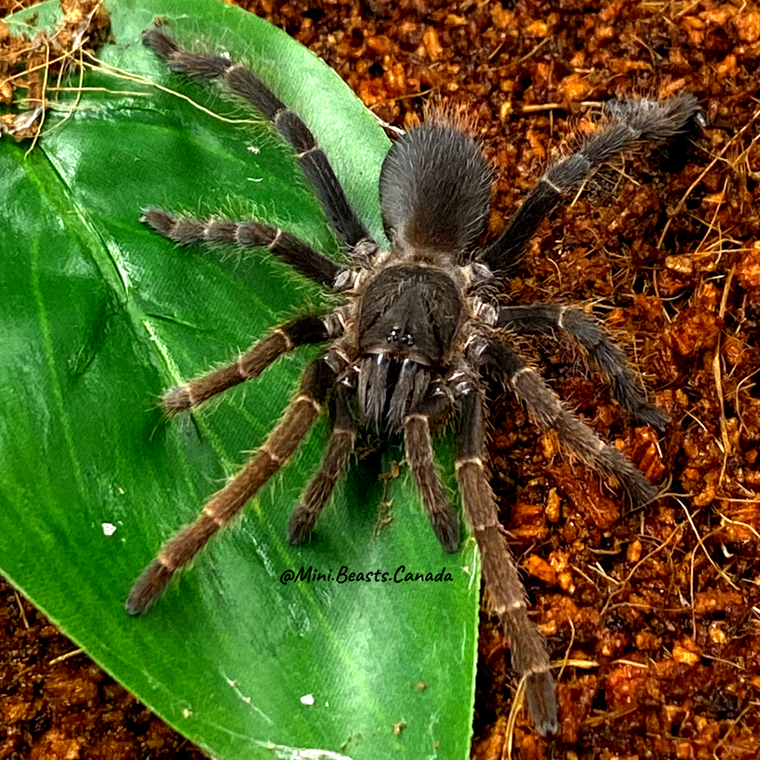 Lyrognathus giannisposatoi (Sumatran Stout Leg Tarantula)
