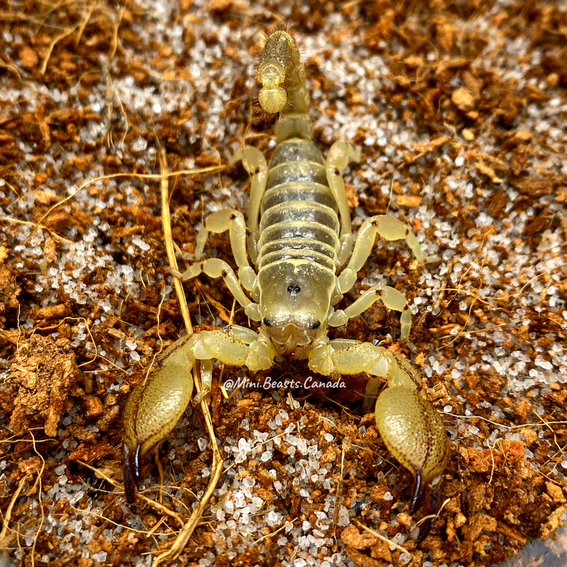 Scorpio palmatus (Israeli Gold Scorpion)