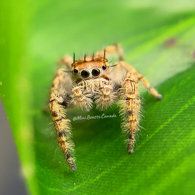 Phidippus putnami (Putnam Jumping Spider)