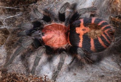 Davus Pentaloris (Guatemalan Tiger Rump Tarantula)