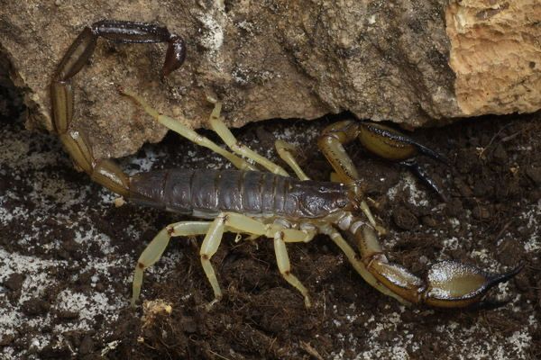 Nebo whitei (Whites Nebo Scorpion