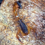 Centruroides bicolor (Two Tone Bark Scorpion)