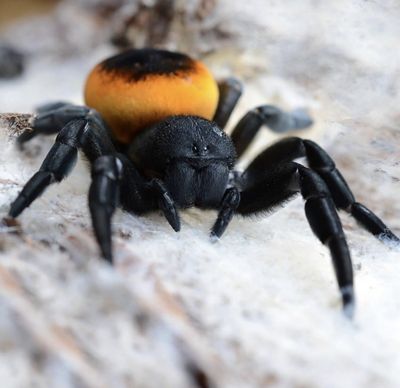 Eresus walckenaeri “Orange Ring” (Velvet Spider)