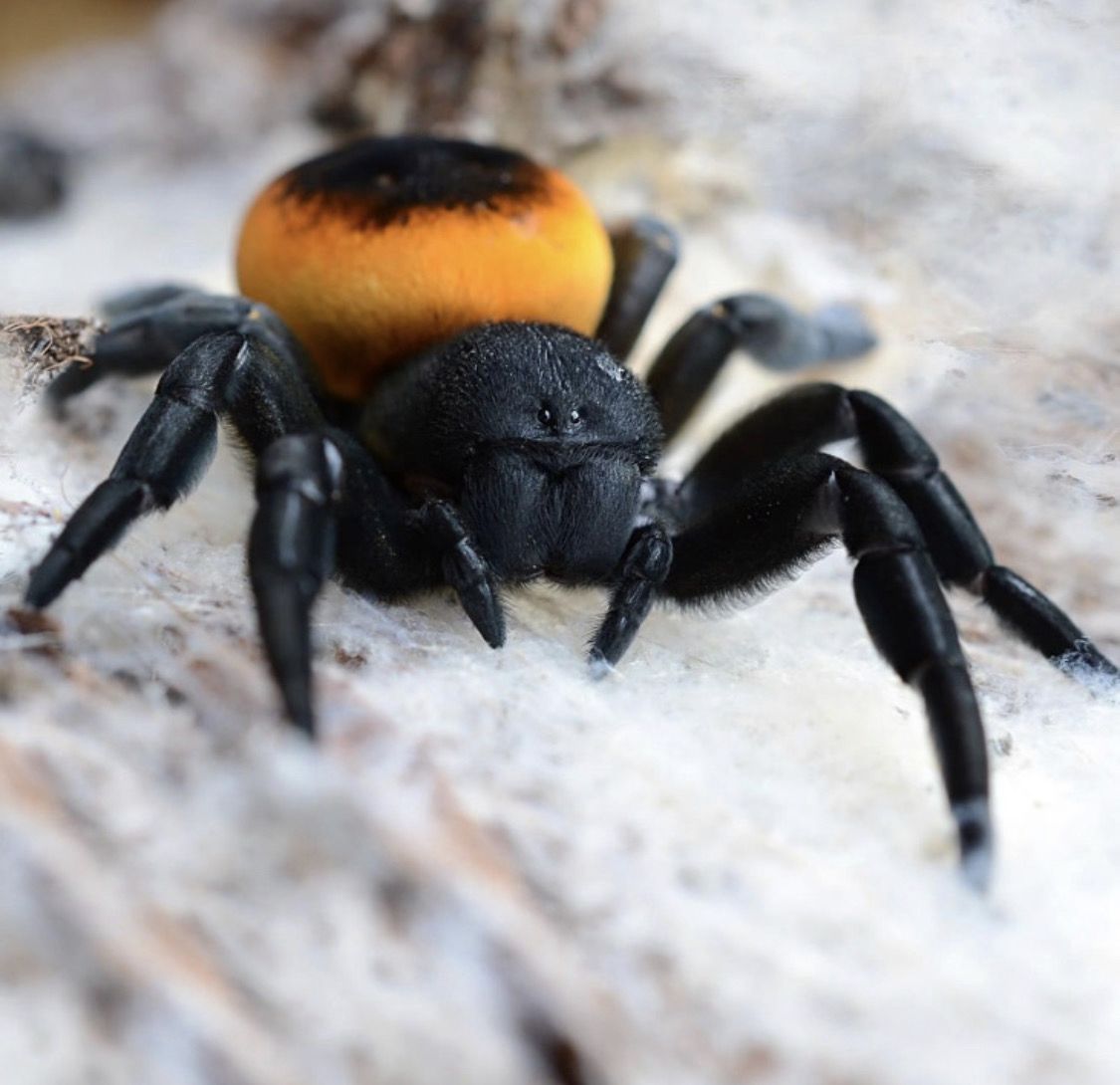 Eresus walckenaeri “Orange Ring” (Velvet Spider)