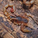 Hottentotta Sp. India (Indian Black And Red Scorpion)