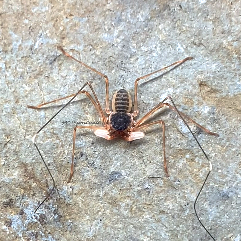 Phrynichus dhofarensis (Whip Spider)