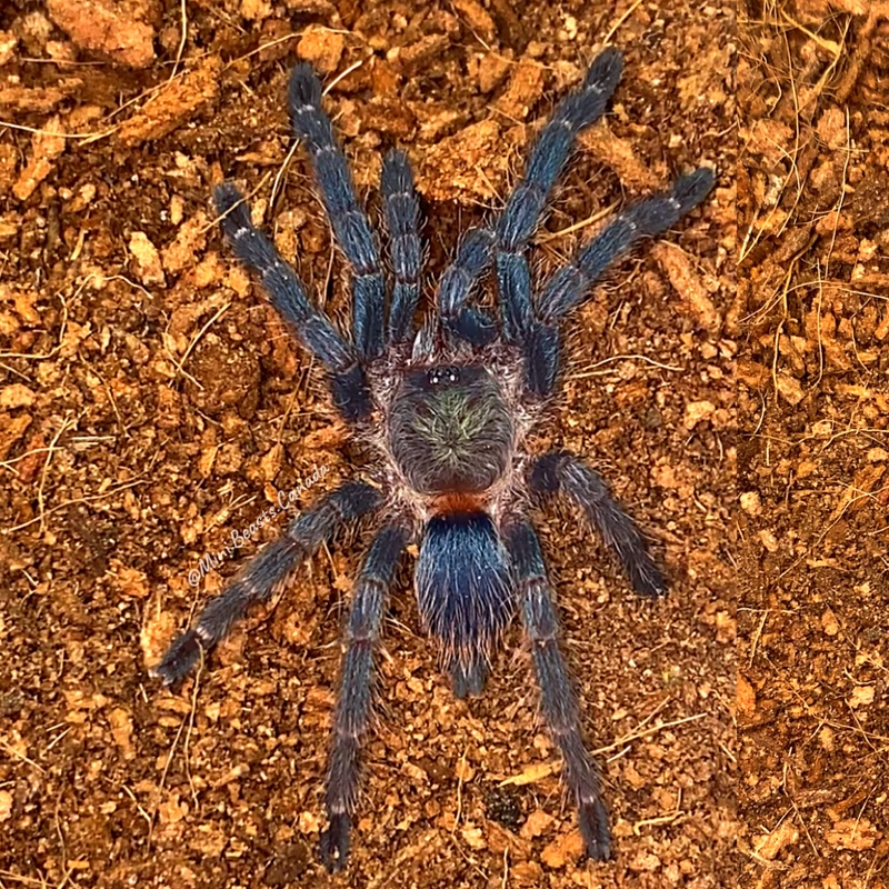 Dolichothele diamantinensis (Brazilian Blue Dwarf Beauty Tarantula)