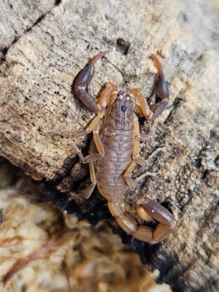 Pseudolychas Ochraceus (Pygmy Thick-tail Scorpion)