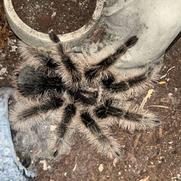 Tliltocatl albopilosus (Curly Hair Tarantula)
